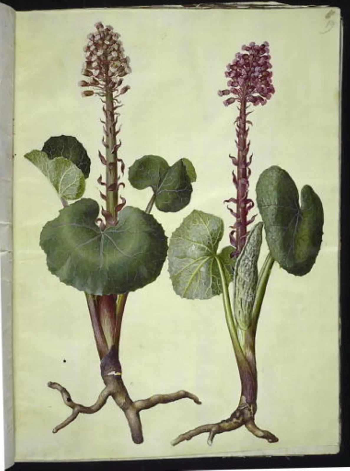 Petasites hybridus (rød hestehov), by Unknown, unspecified, 1654