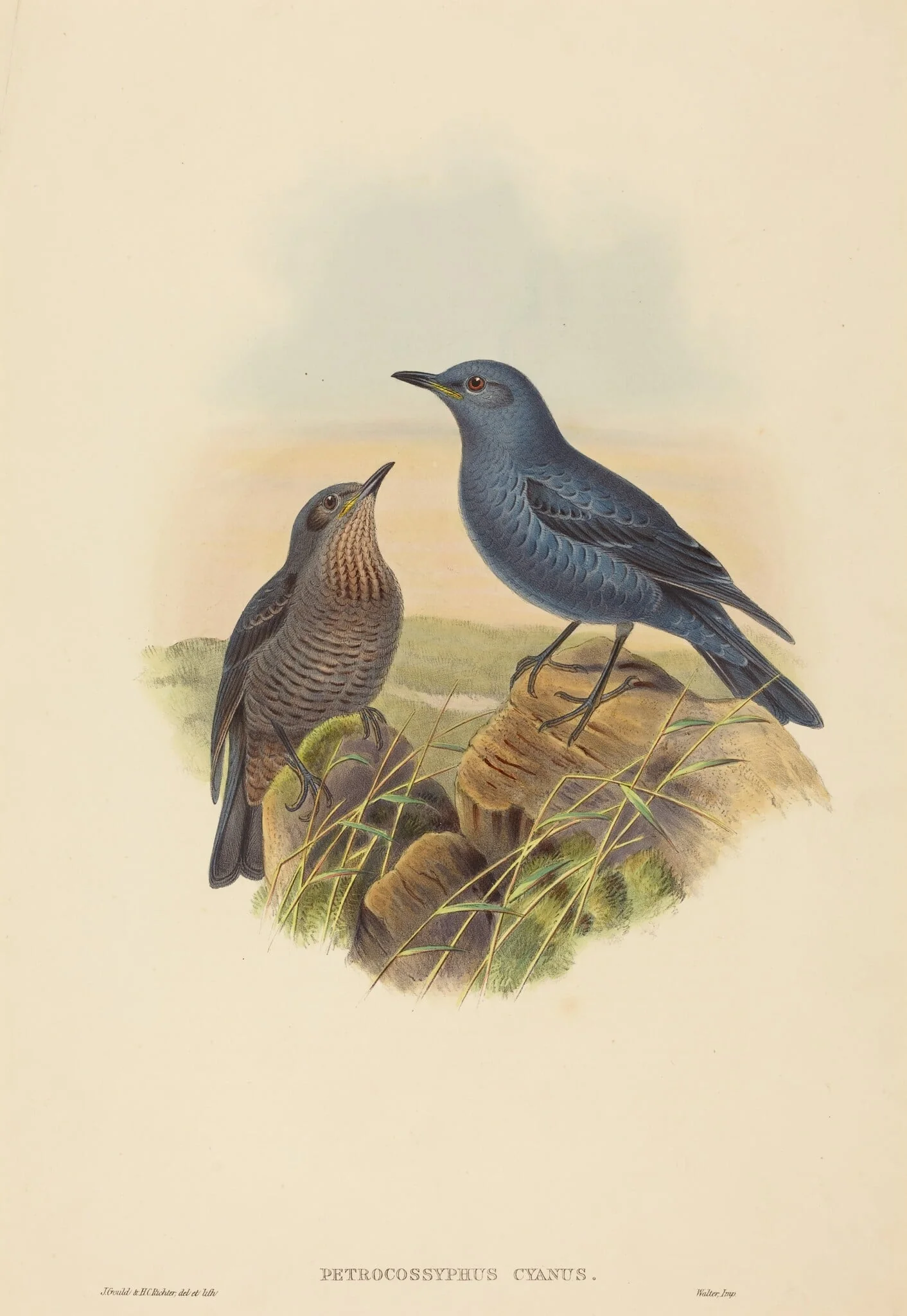 Petrocossyphus cyanus (Blue Rockthrush), by H.C. Richter, ink, 1842