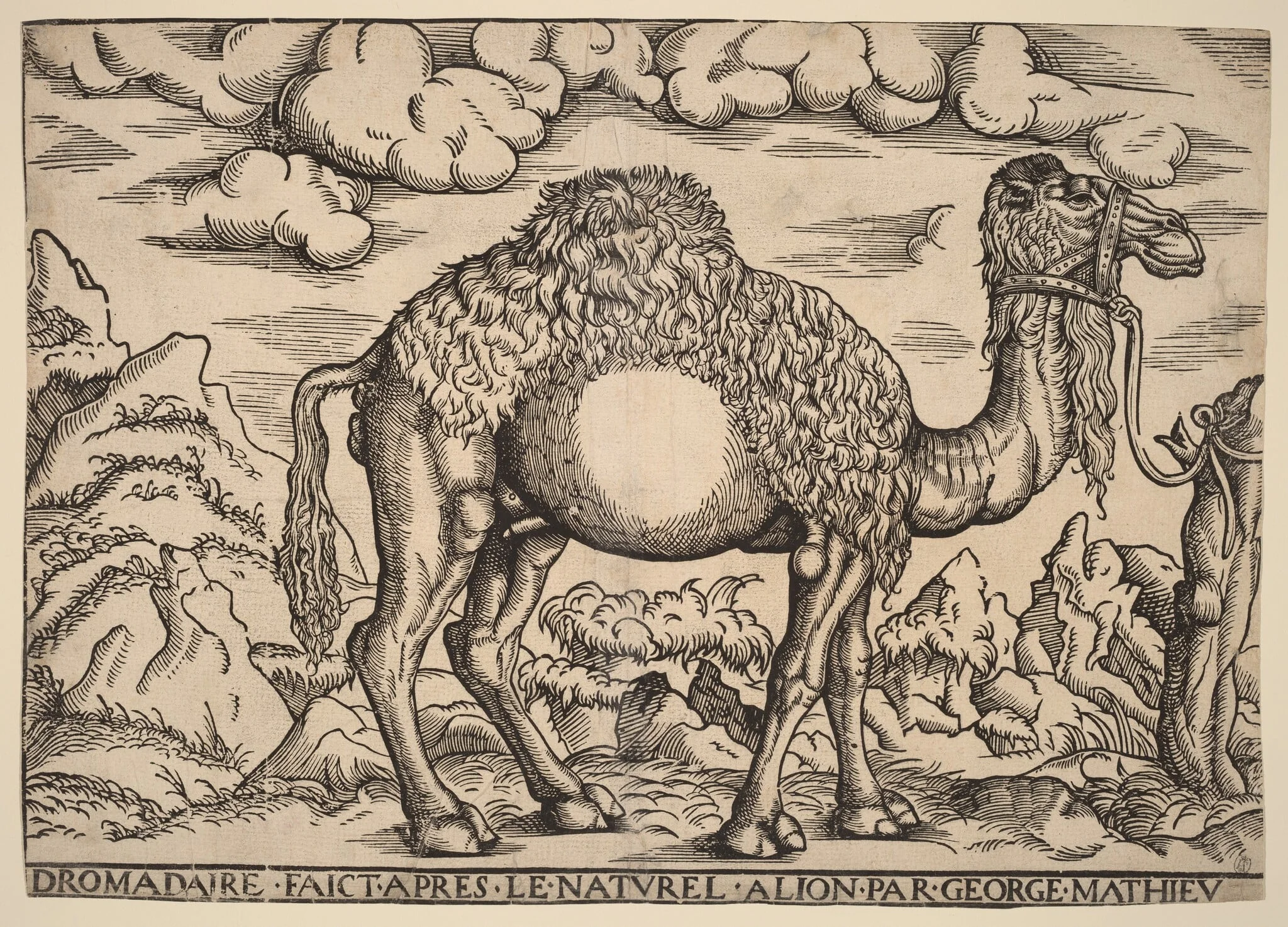 A Dromedary