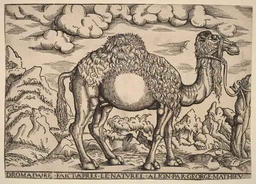 A Dromedary