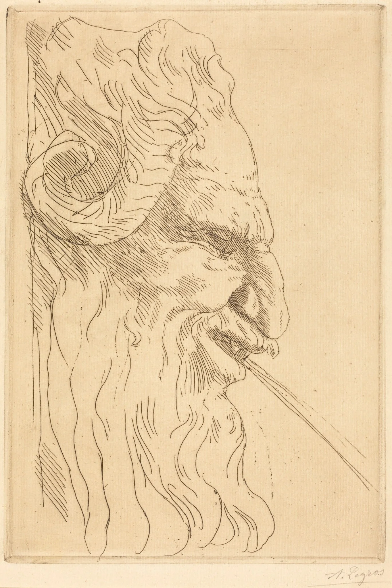 Head of a Satyr (Tete de satyre), by Alphonse Legros, ink, 1874