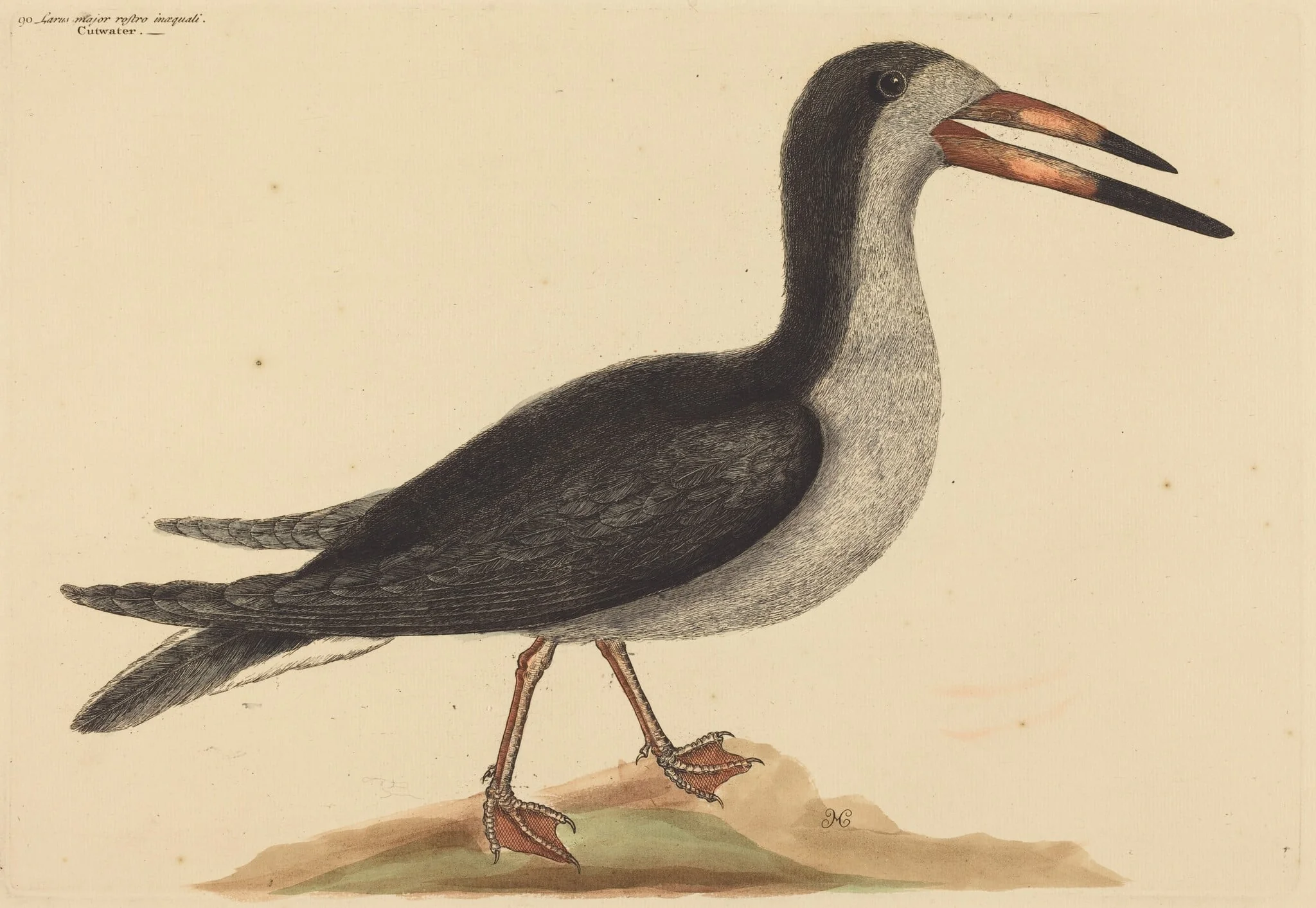 The Cutwater (Rhynchops nigra)
