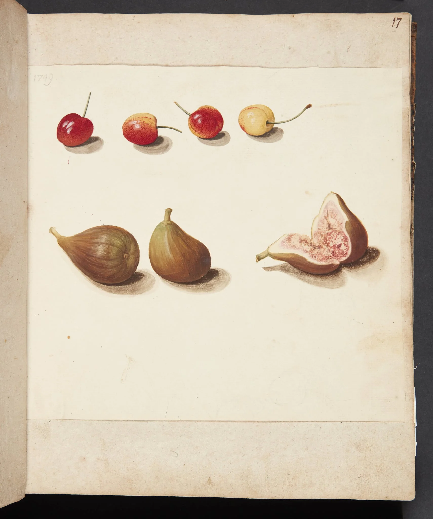 Studie af moreller og figner, by Unknown, unspecified, 1749