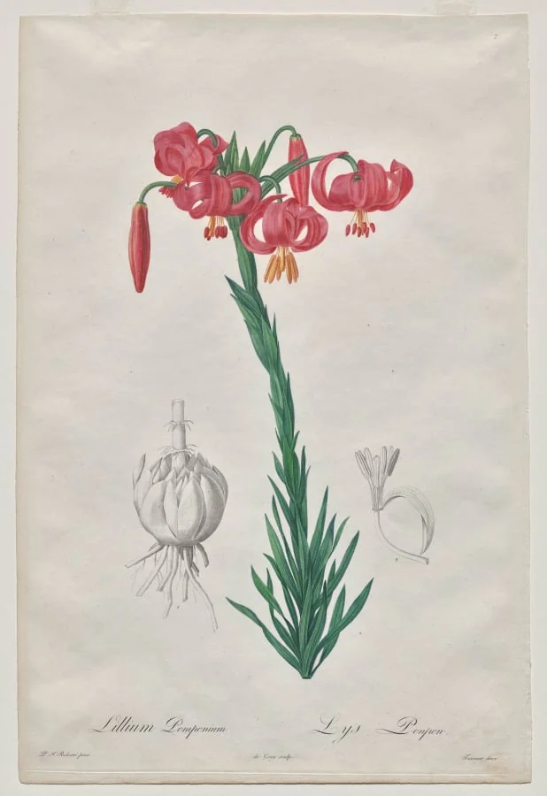 Lillium Pomponium (Turban Lily), plate 7 from Les Liliacées