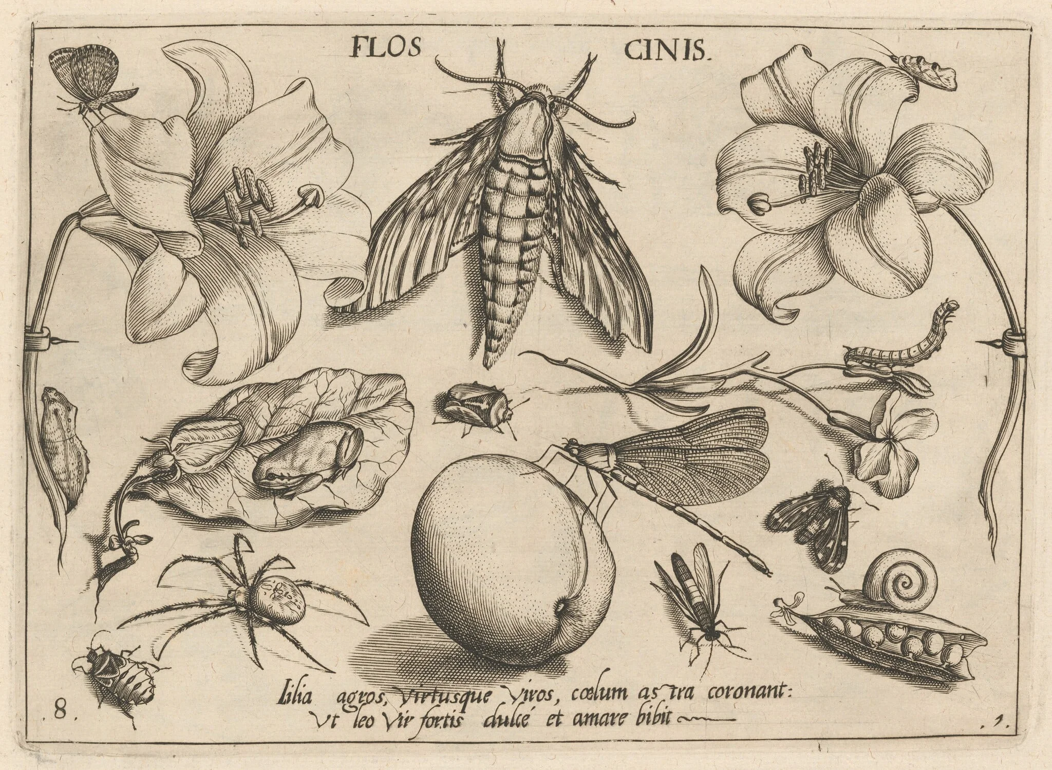 Archetypa studiaque patris Georgii Hoefnagelii [Part 1, Plate 8], by Jacob Hoefnagel, ink, 1592