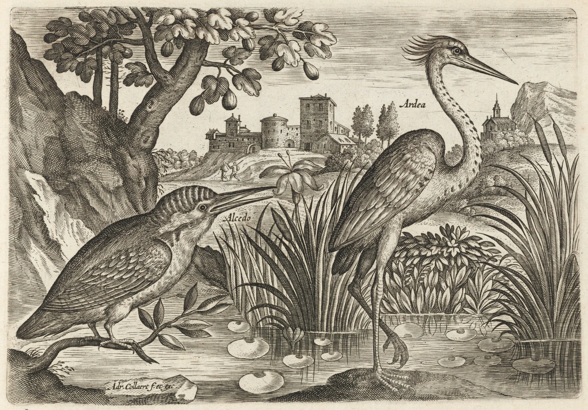 Kingfisher and Grey Heron