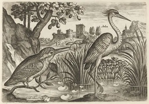 Kingfisher and Grey Heron