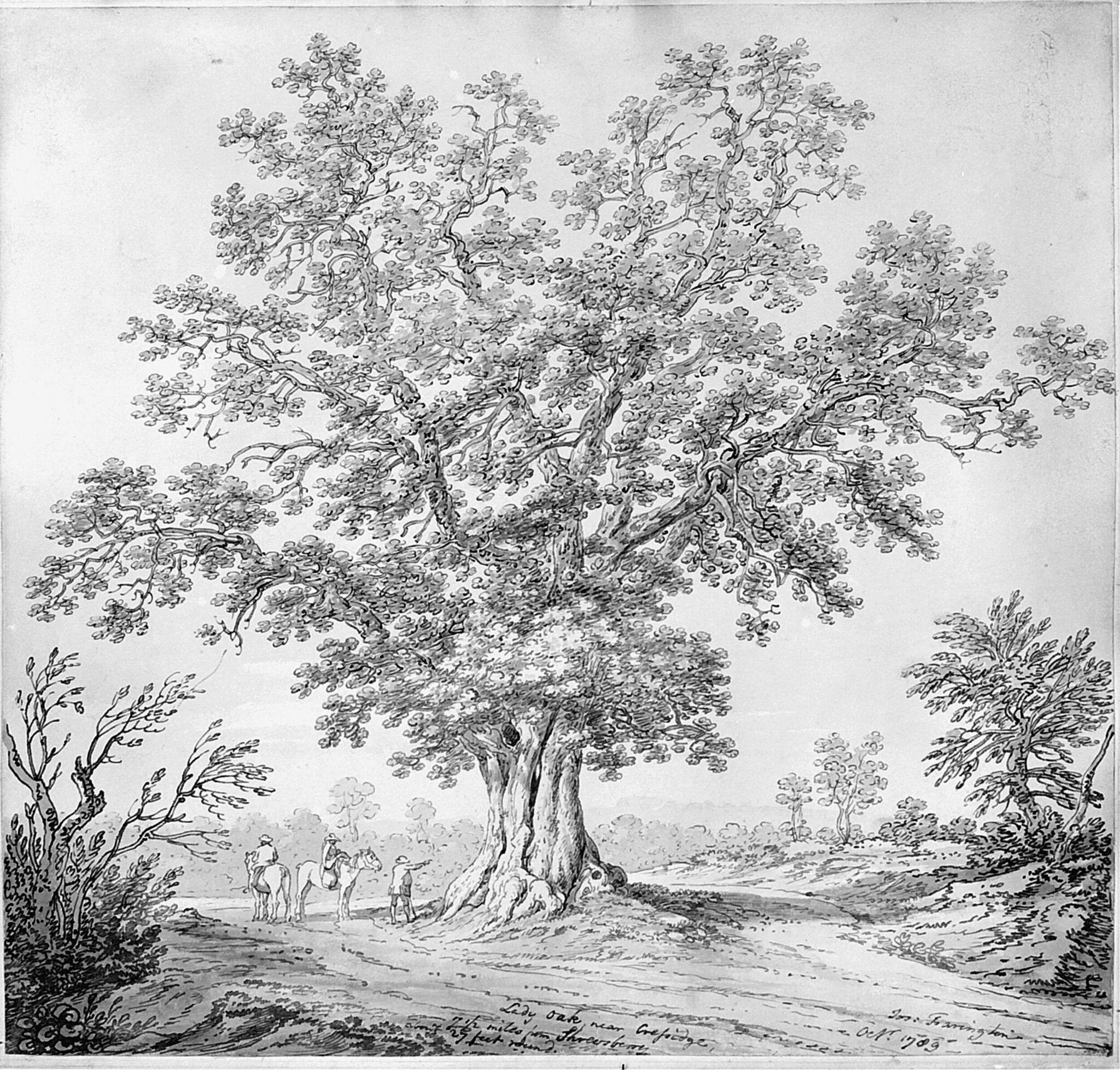 Lady Oak, near Cressidge