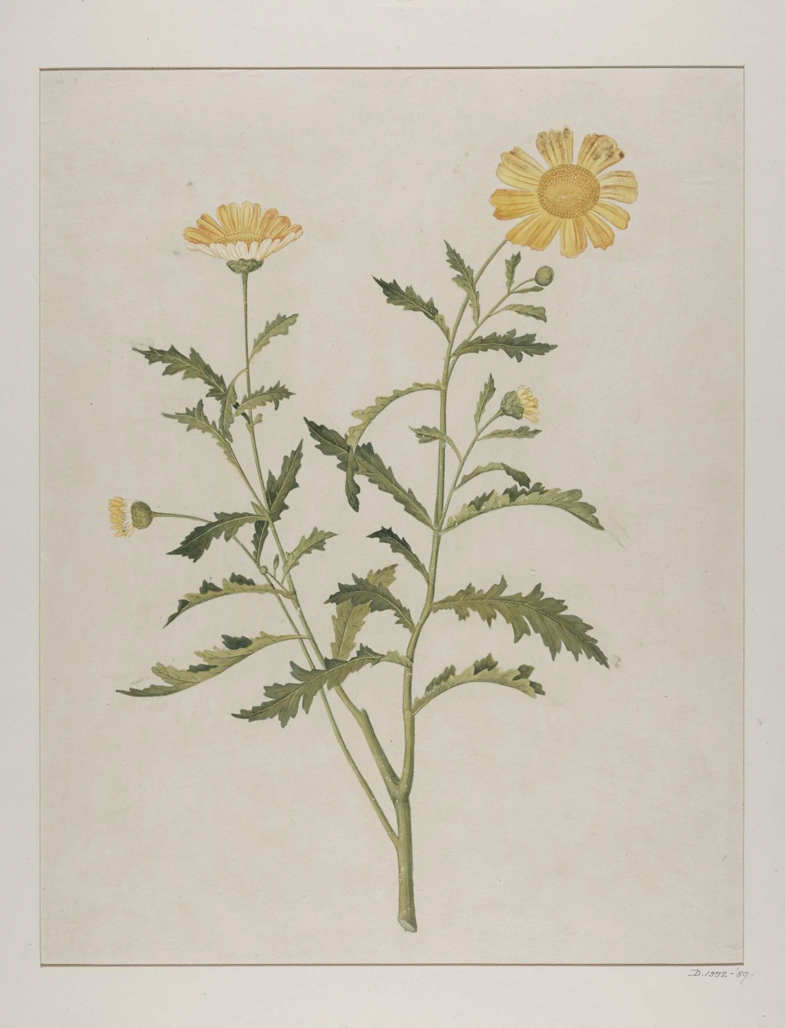 Wild chrysanthemum (chrysanthemum indicum)