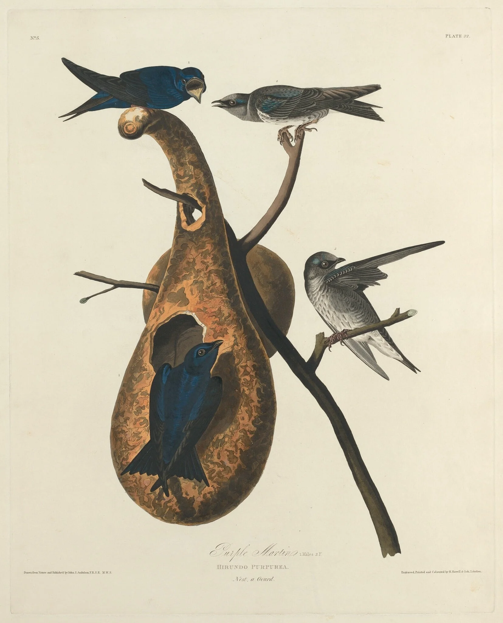 Purple Martin, by Robert Havell Jr., ink, 1827
