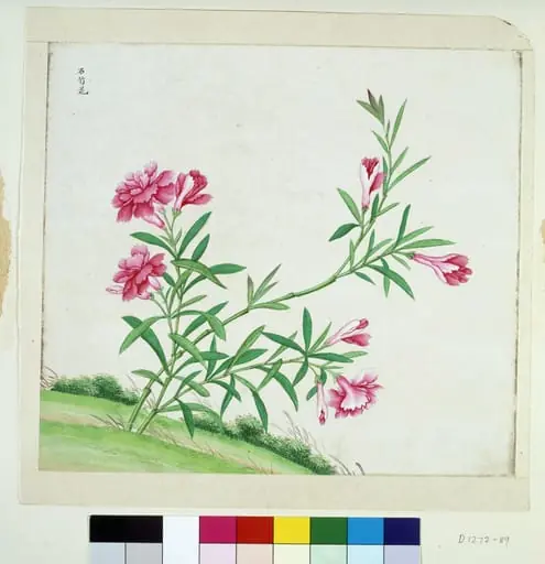 Chinese Pink