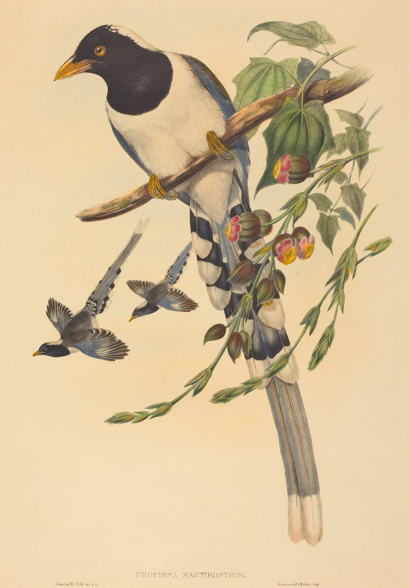 Urocissa magnirostris, by H.C. Richter, ink, 1850