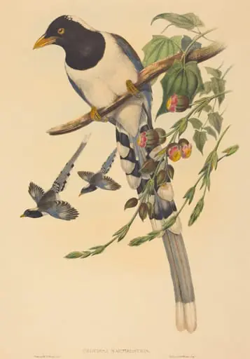 Urocissa magnirostris
