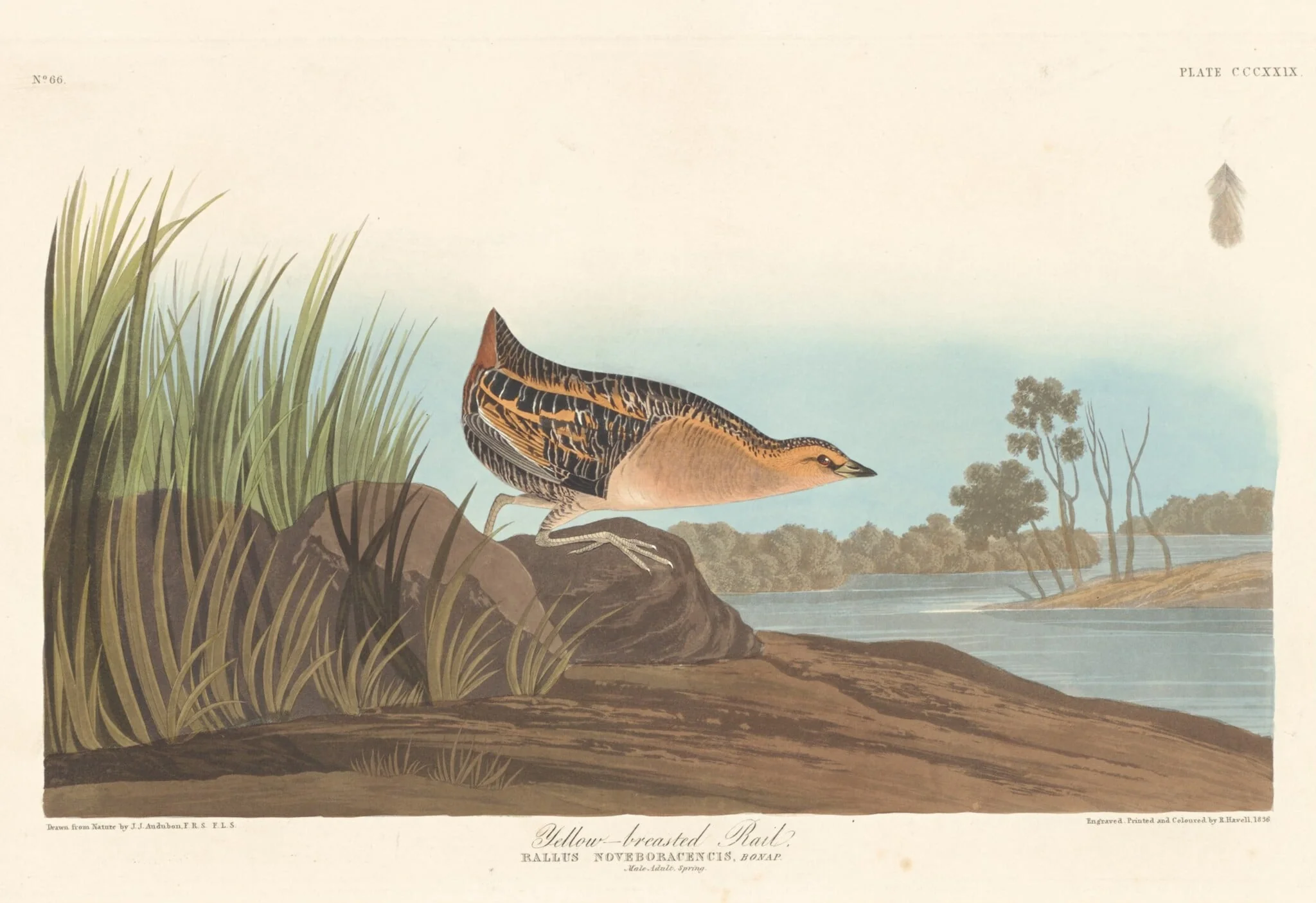 Yellow-breasted Rail, by Robert Havell Jr., ink, 1836