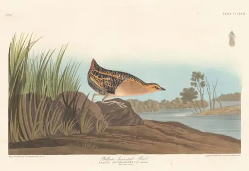 Yellow-breasted Rail