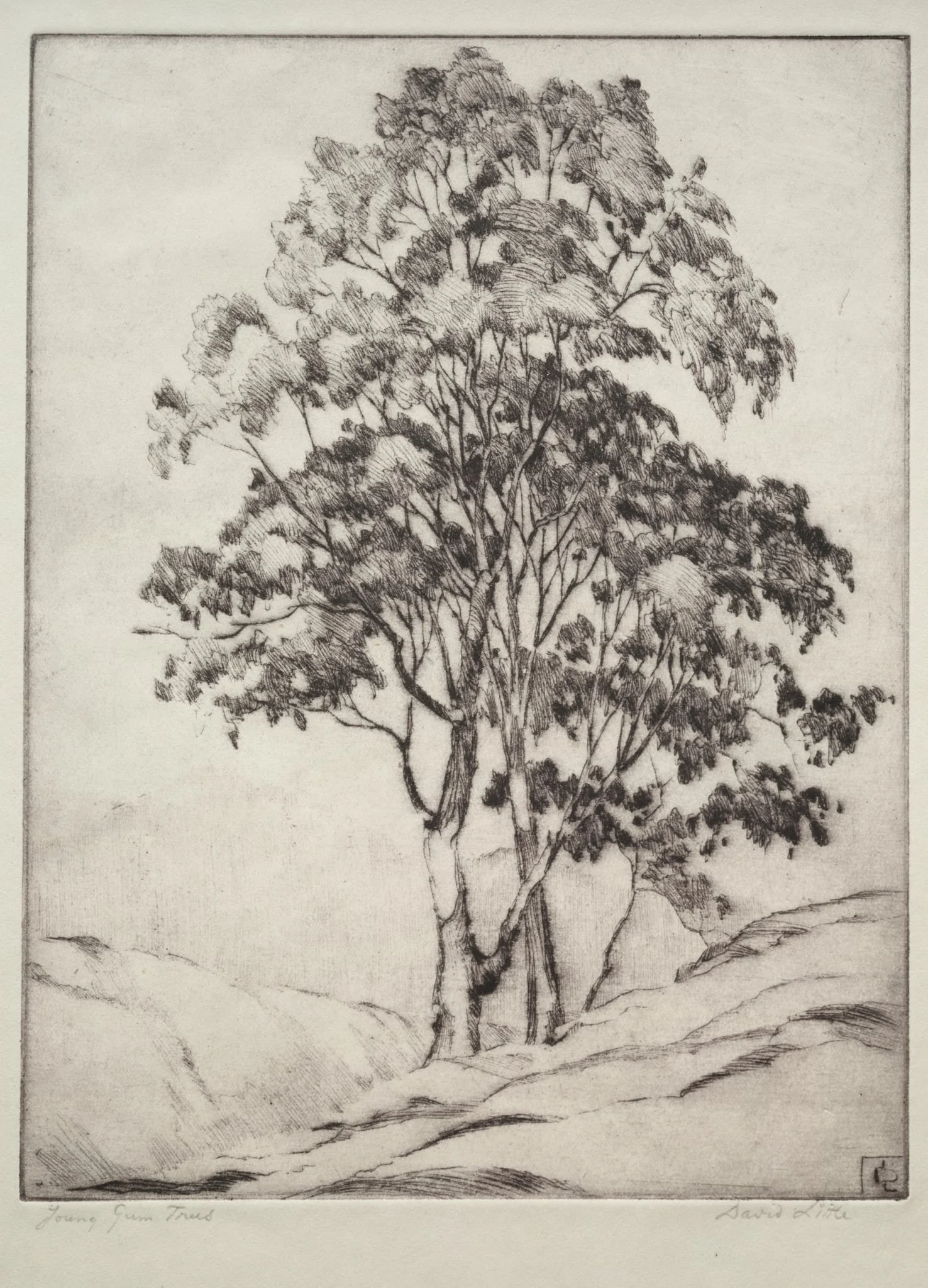 Young Gum Trees