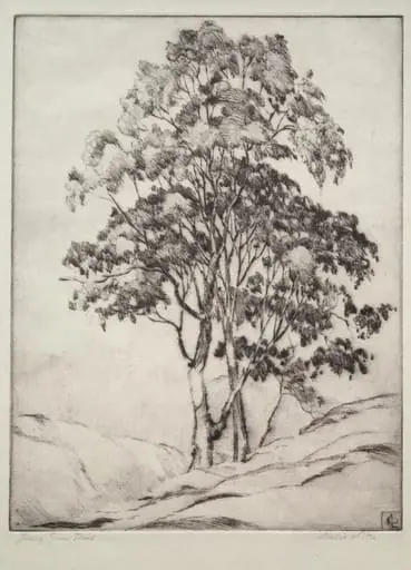 Young Gum Trees