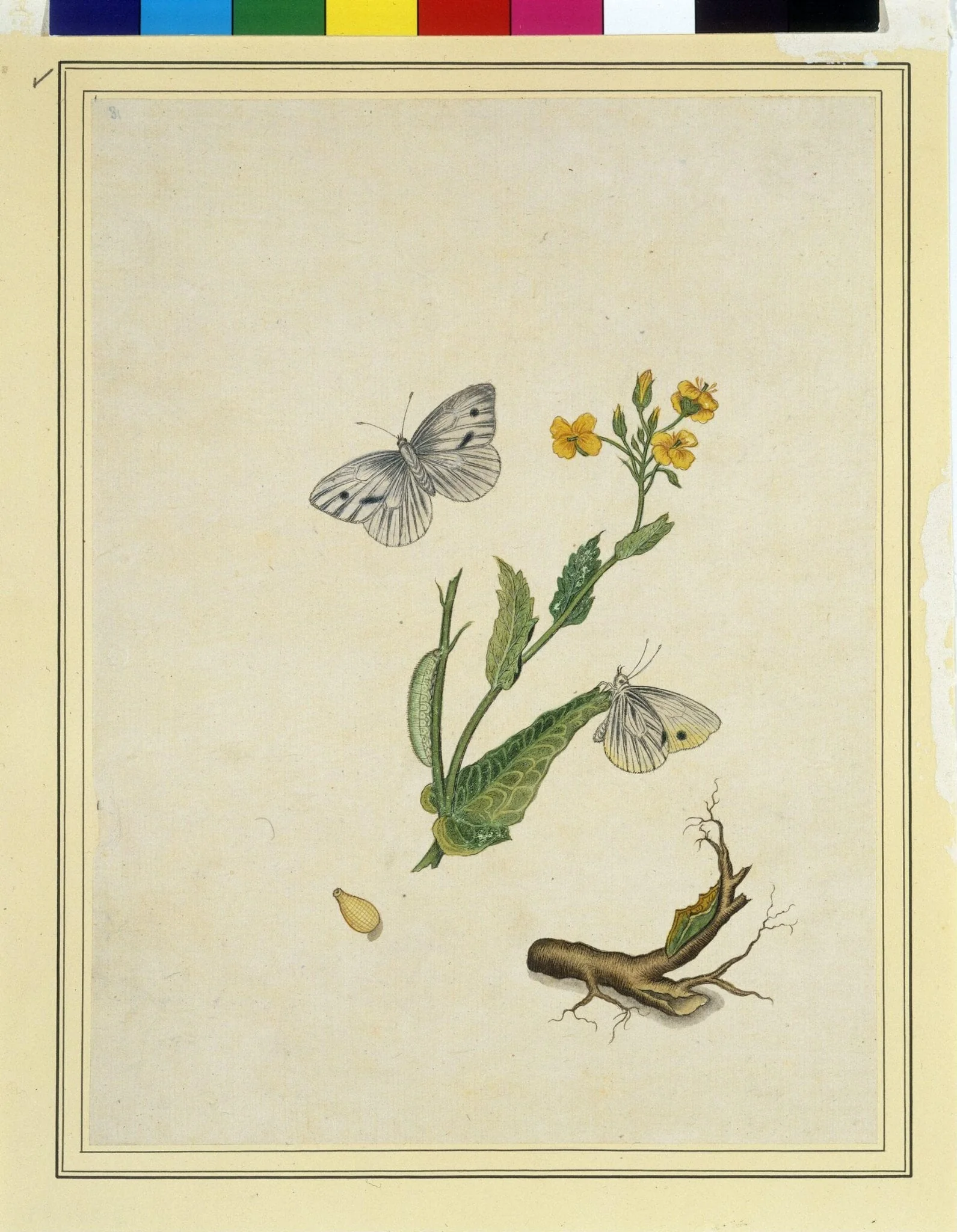 Cabbage worms, by Unknown, paint, 1800