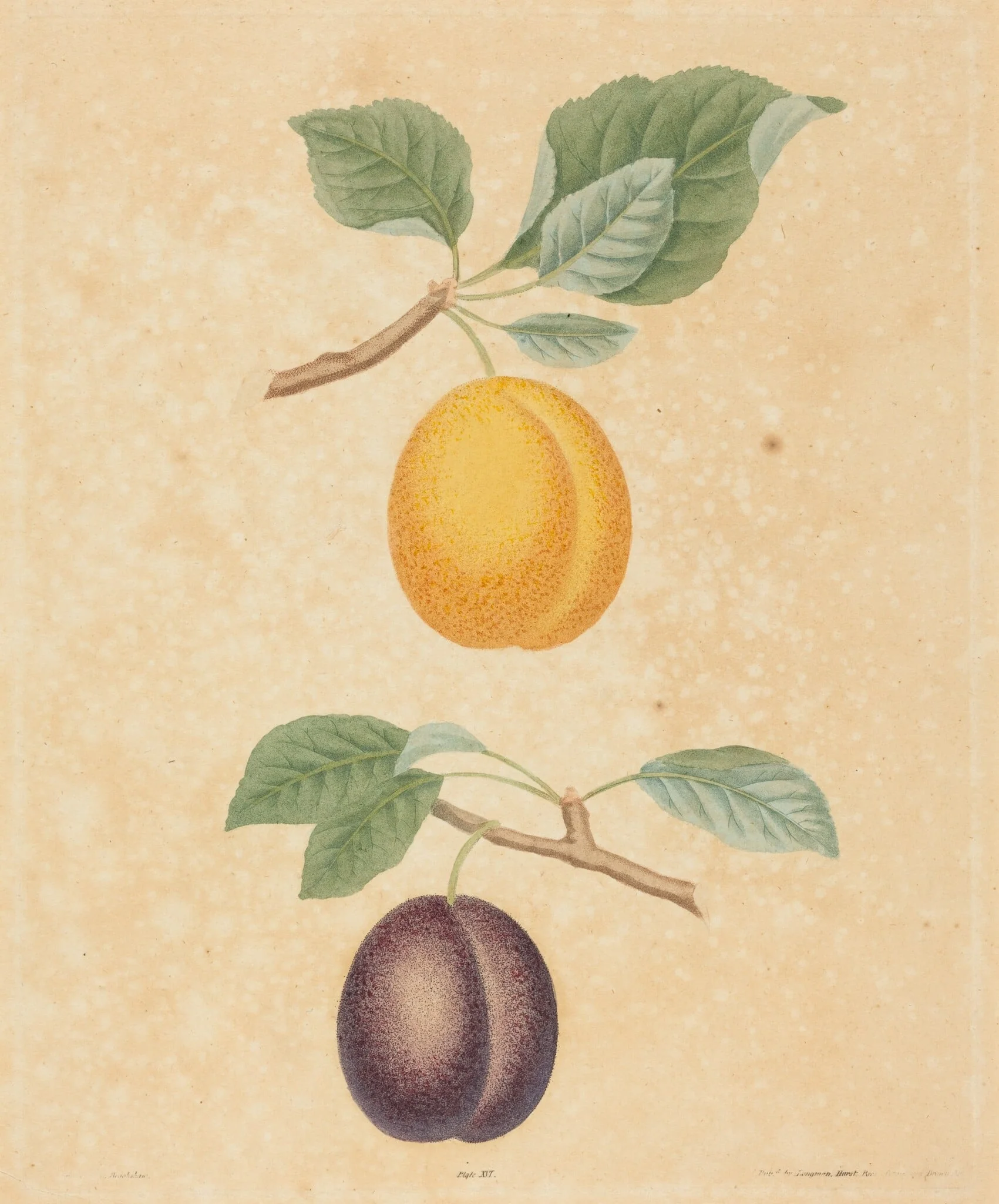 Two Plums, by George Brookshaw, ink, 1817