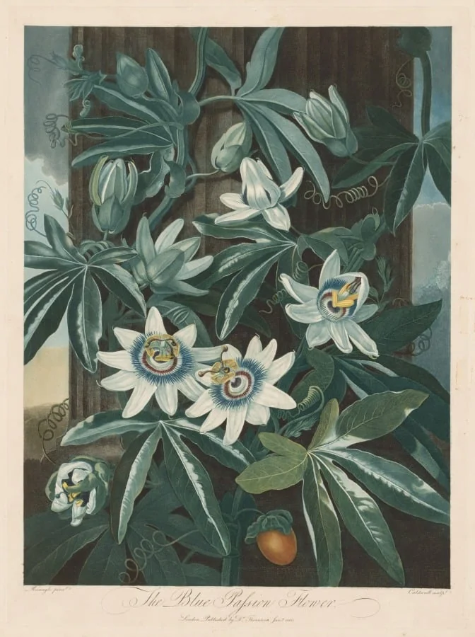 The Blue Passion-flower, by Robert John Thornton, 1803