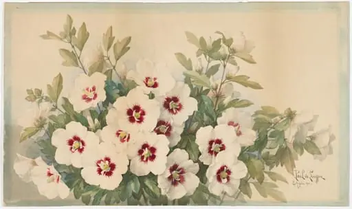 Rosasharn