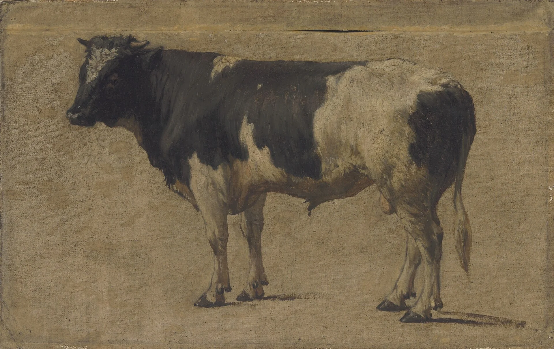 Bull