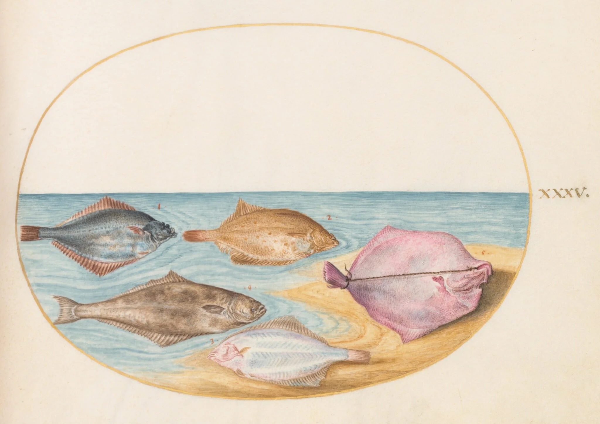 Plate 35: The Undersides of Turbot(?) and Other Flat Fish, by Joris Hoefnagel, gouache, 1594