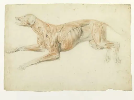Ecorche drawing of a dog