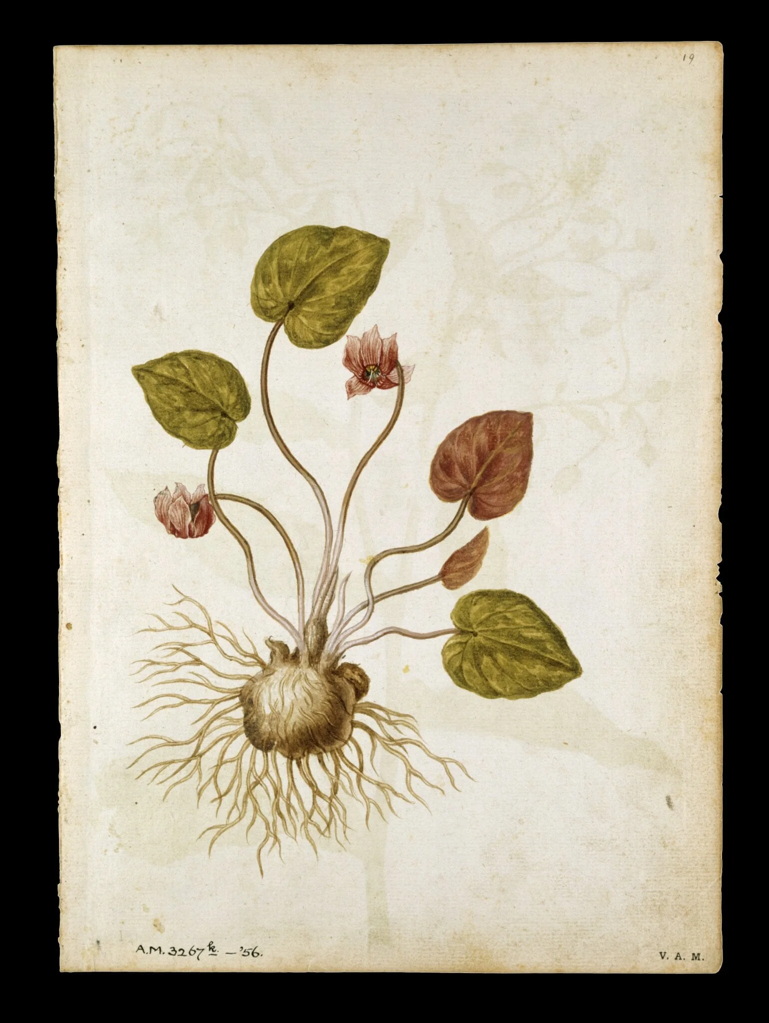 Cyclamen; Borage, by Jacques Le Moyne de Morgues, watercolor, 1568