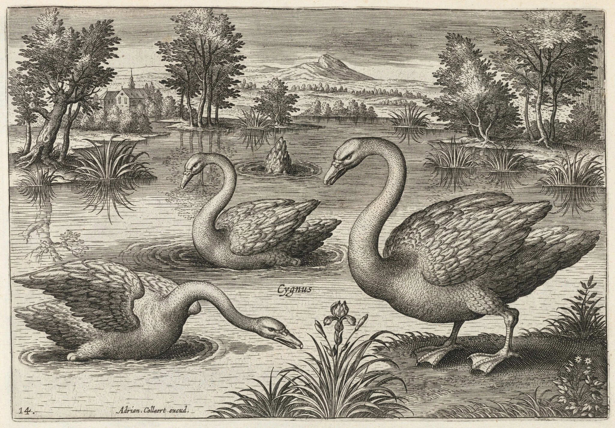 Three Whooper Swans, by Adriaen Collaert, ink, 1600