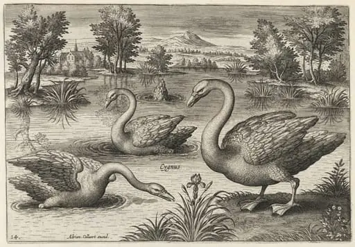 Three Whooper Swans