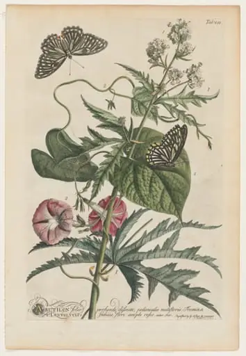 Plantae et papiliones rariores:  No. 7