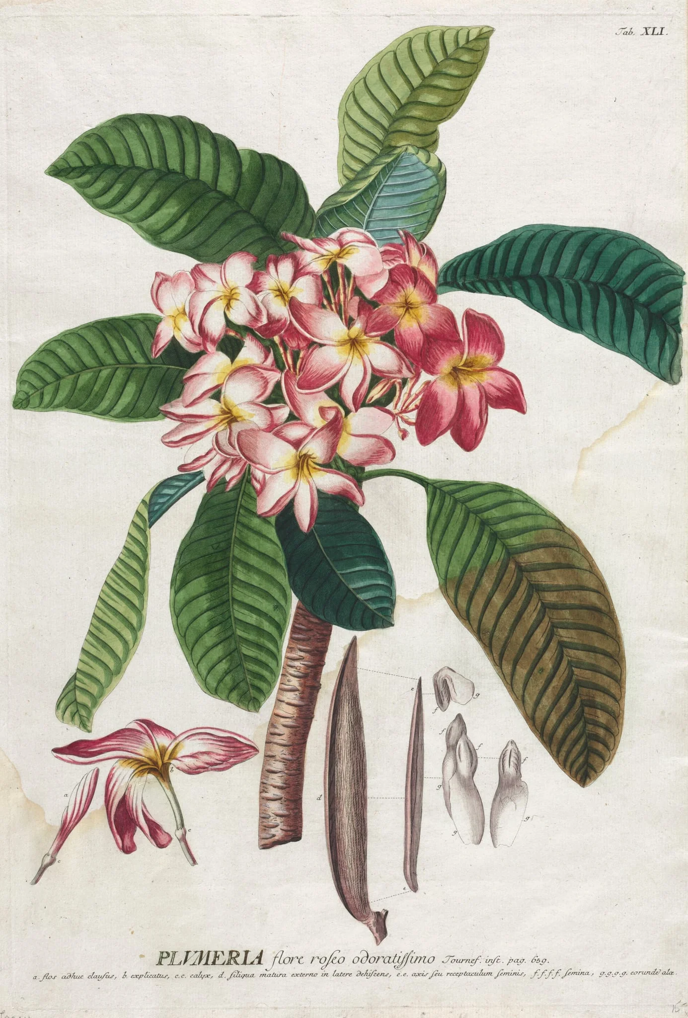 Plantae Selectae:  No. 41, by Georg Dionysius Ehret, 1762