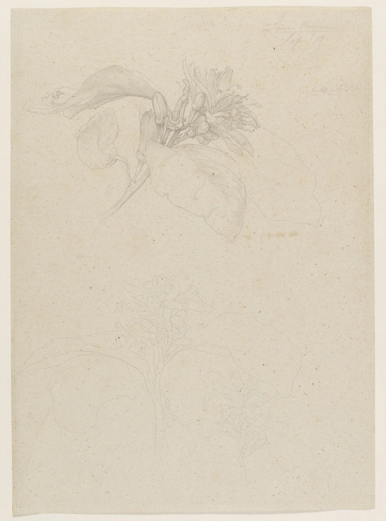 Lemon blossom. Capri