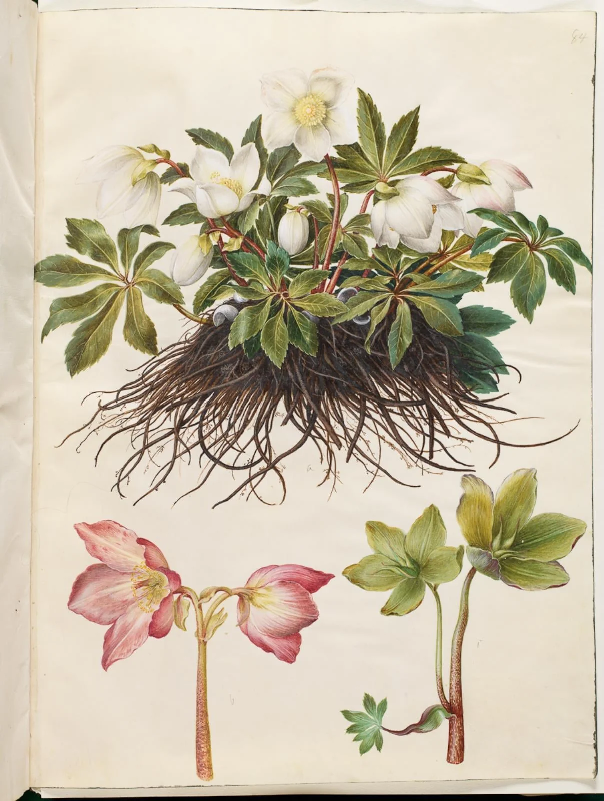 Helleborus niger (almindelig julerose), by Unknown, unspecified, 1654
