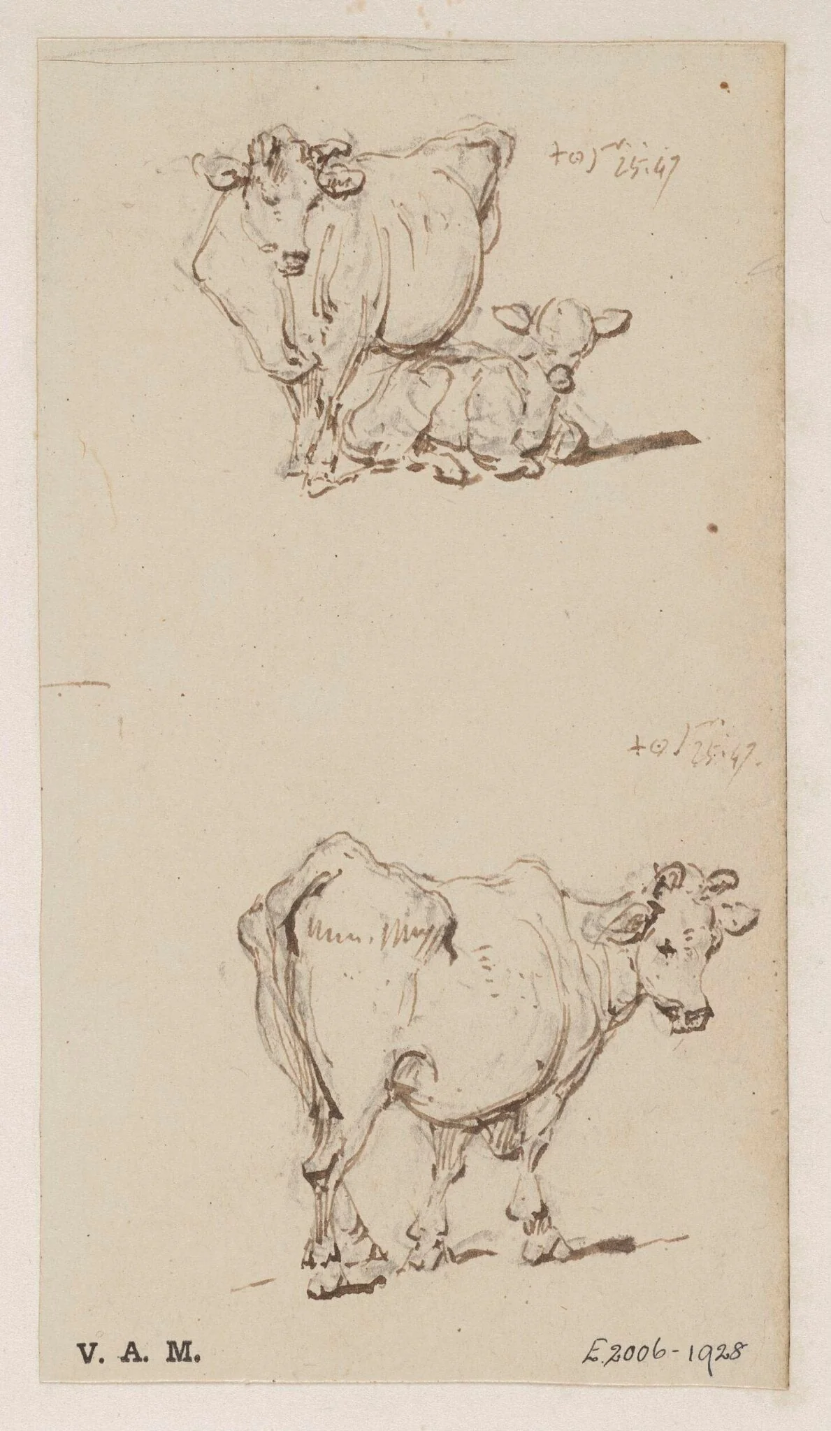 A cow, and a cow with a calf, by George Chinnery, 13