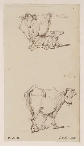 A cow, and a cow with a calf