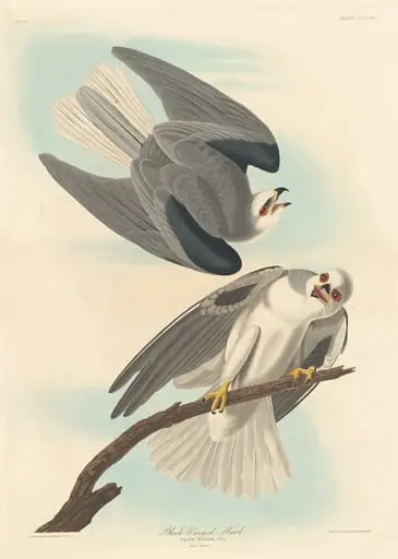 Black-winged Hawk