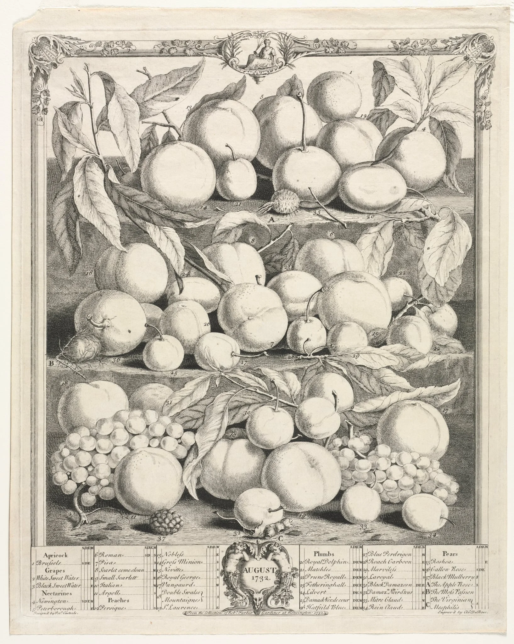 Twelve Months of Fruit:  August, by Henry Fletcher, 1732