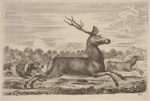 Deer Chased by Two Dogs to the Left
