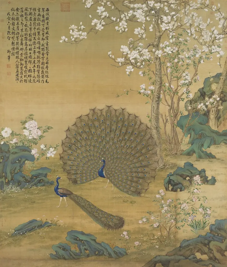 Peacock Spreading Its Tail Feathers