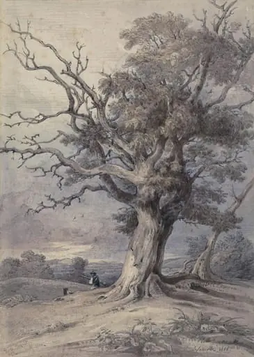 Horse Chestnut, Thame Park, Oxon