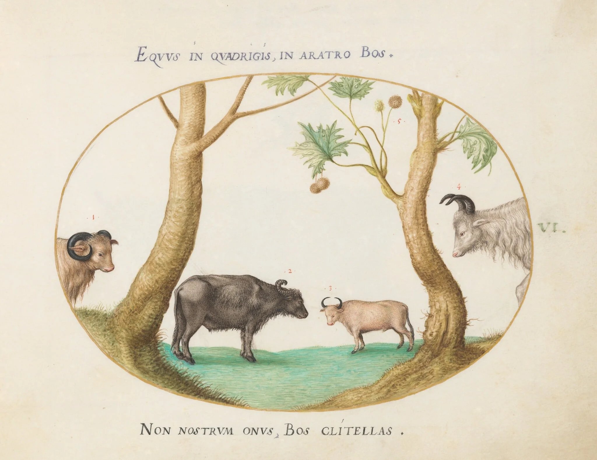 Plate 6: A Variety of Oxen with a Ram and a Water Buffalo(?) by a Plane Tree, by Joris Hoefnagel, gouache, 1594