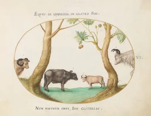 Plate 6: A Variety of Oxen with a Ram and a Water Buffalo(?) by a Plane Tree
