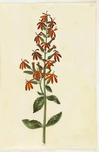 Lobelia cardinalis (kardinal-lobelie)