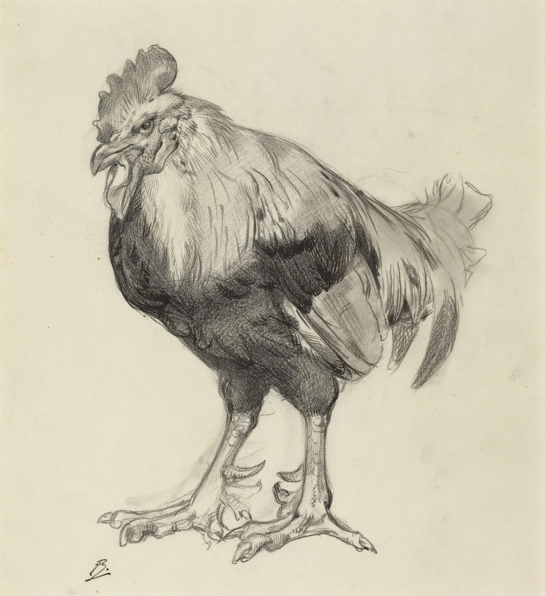 The Old Cock, by Félix Bracquemond, graphite, 1882