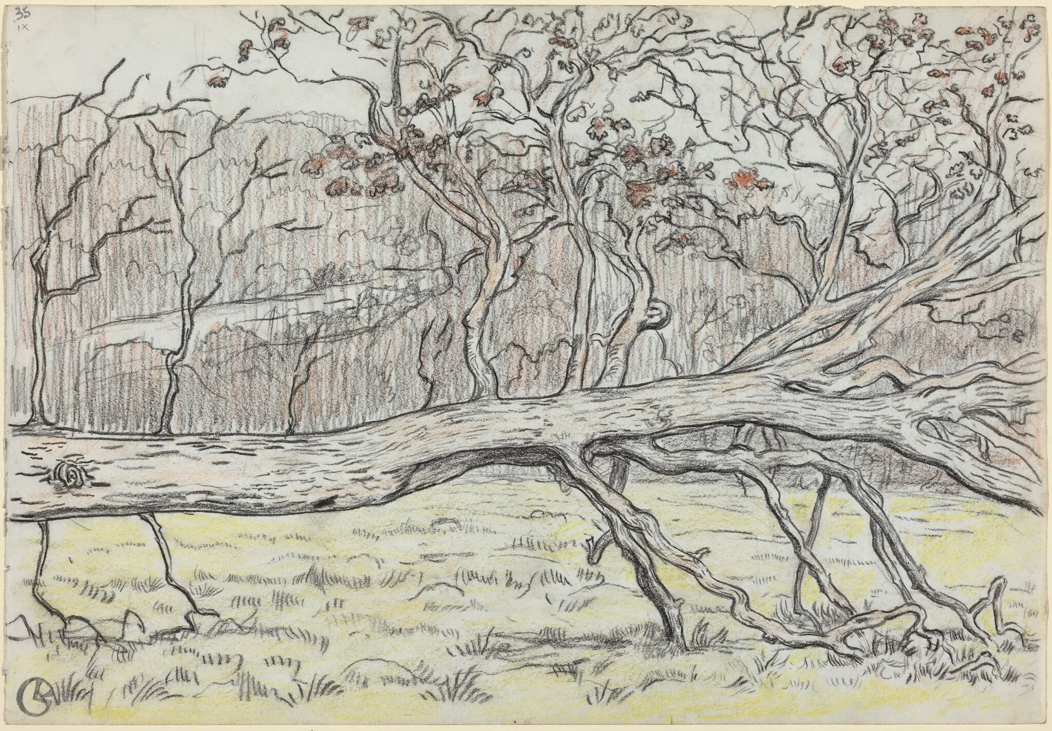 Felled Tree, Normandy