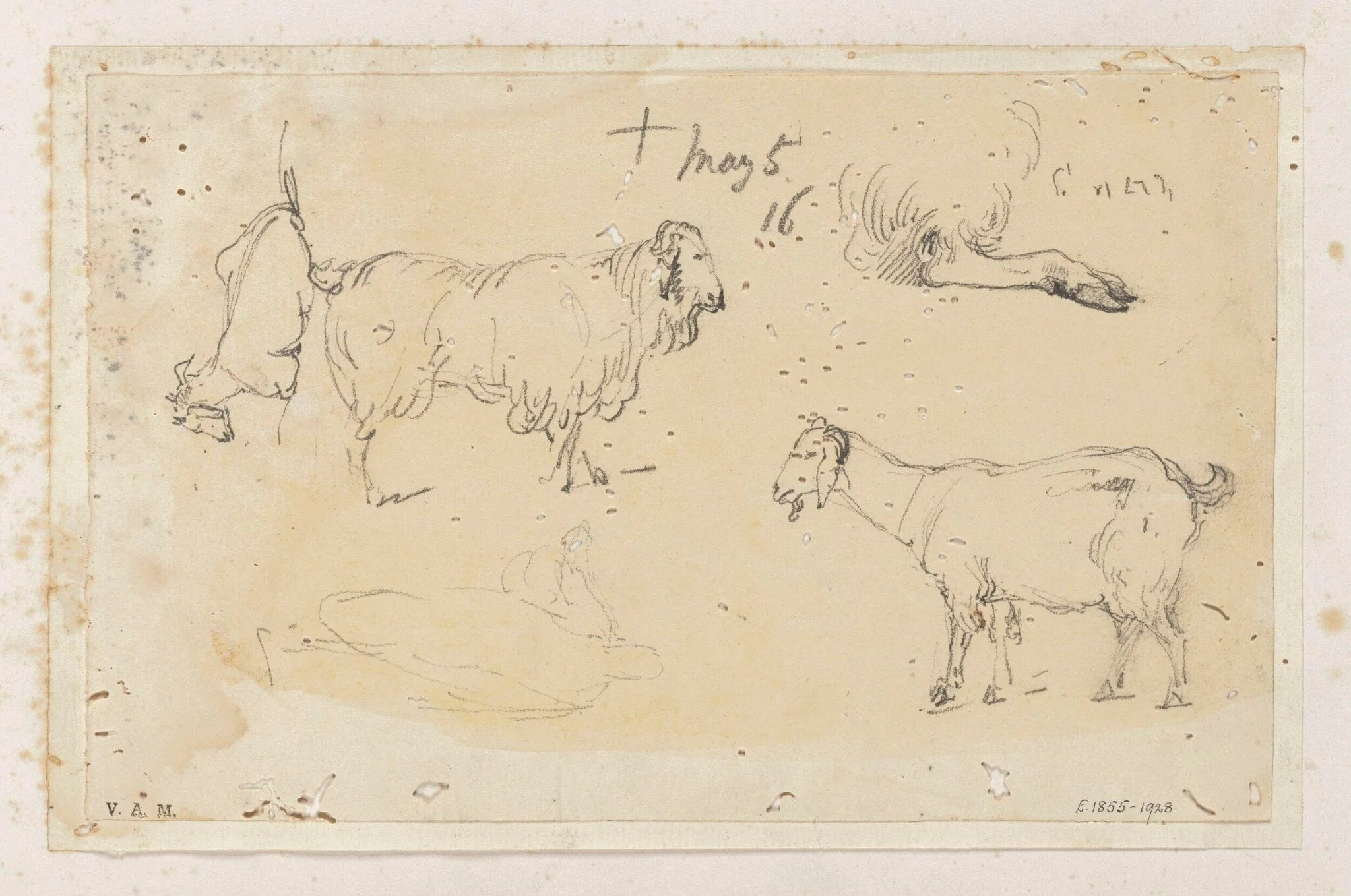 Indian livestock, by George Chinnery, 16