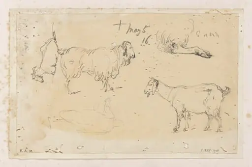 Indian livestock