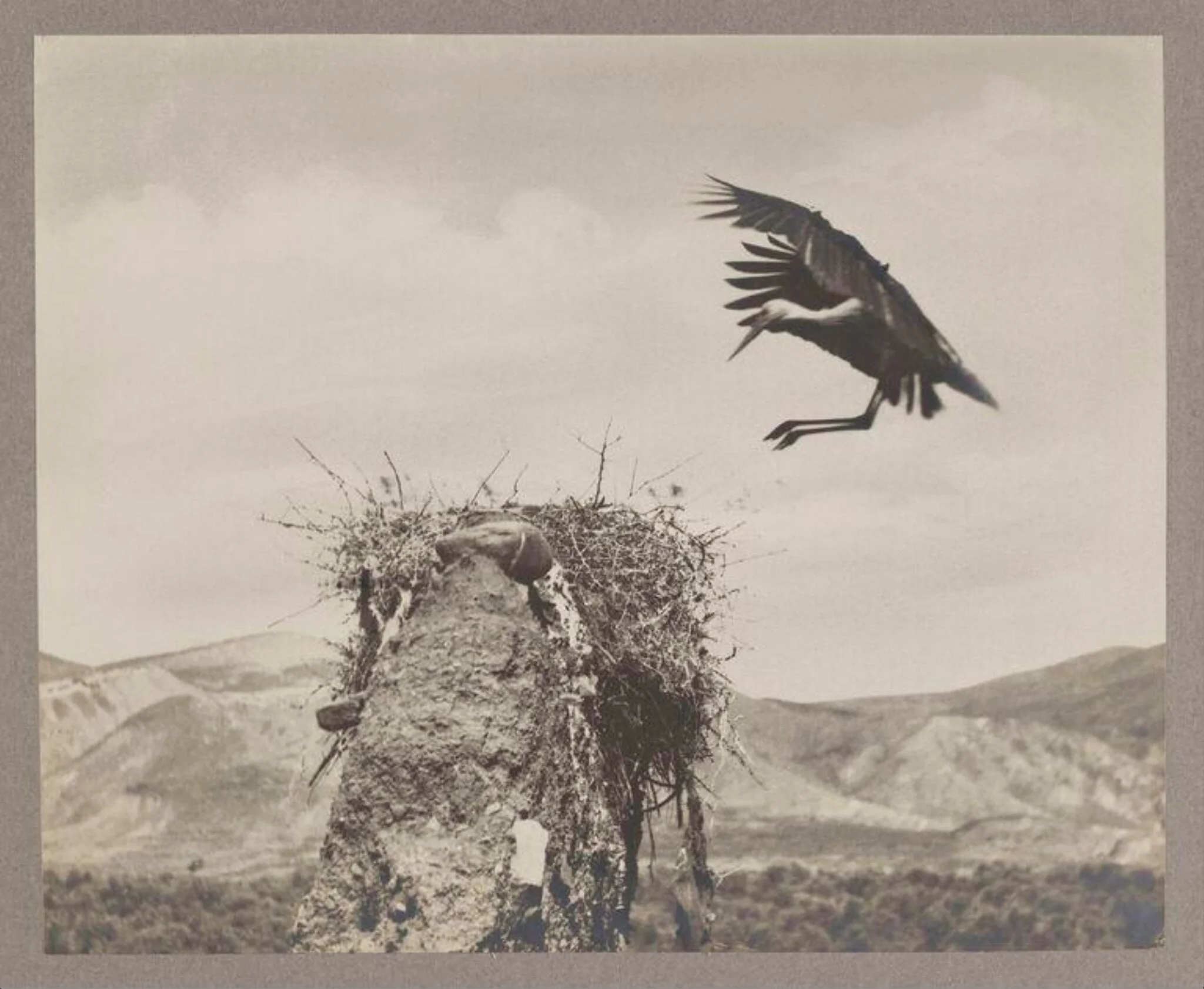 The Stork Alights, by Zoological Photographic Club, photographic